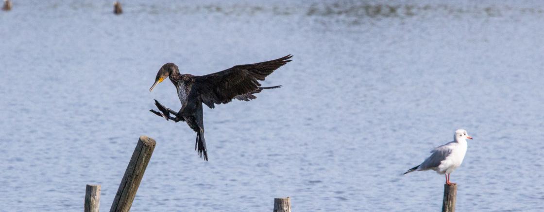 LA RÉSERVE ORNITHOLOGIQUE DU TEICH