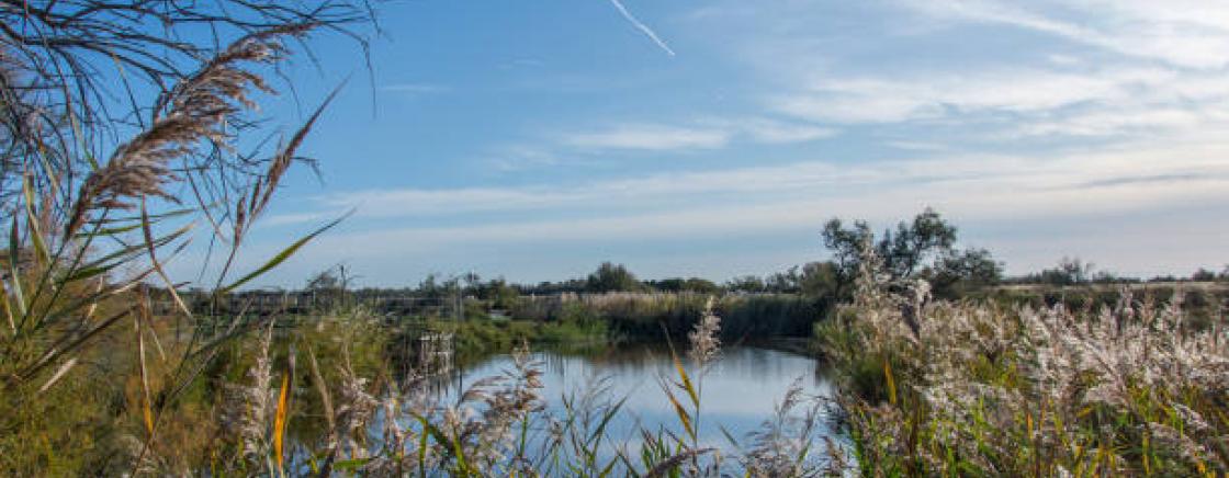 The Eyre delta: the little Amazon