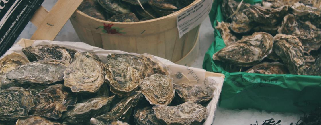 THE ARCACHONESE OYSTER