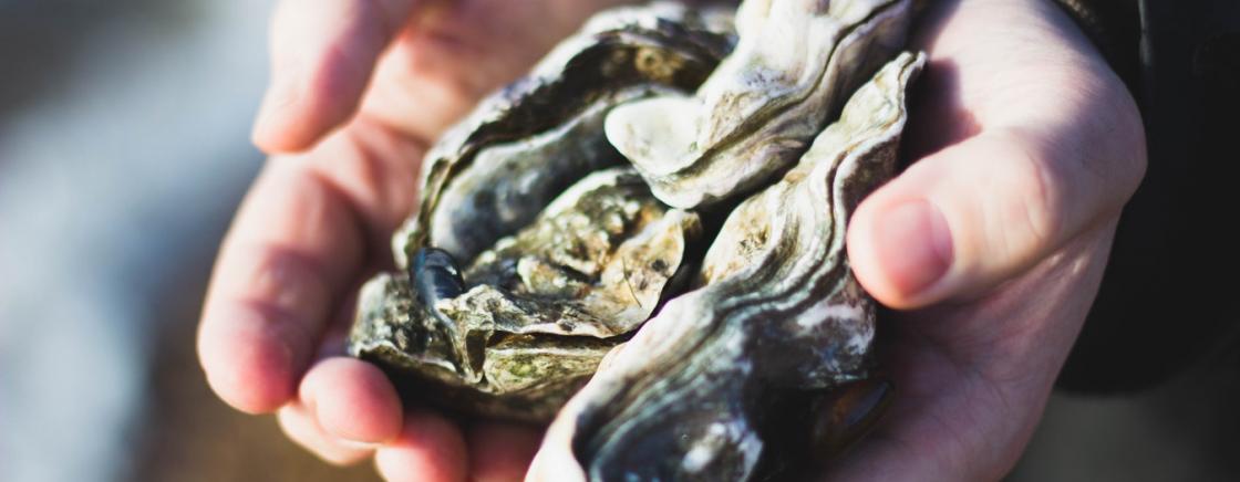 Les Huîtres du Bassin